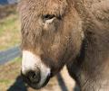 _IGP4473-donkey-face