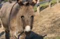 _IGP4479-donkey-headshot