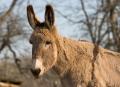 _IGP4481-donkey