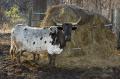 _IGP4482-longhorn-with-hay