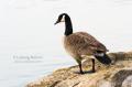 _IGP4519-contemplative-goose