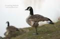 _IGP4526-goose-on-one-leg