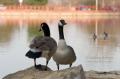 _IGP4537-geese-in-front-of-water