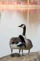 _IGP4539-geese-in-front-of-water