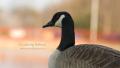 _IGP4545-goose-profile