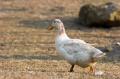 _IGP4584-i-duck-runnin