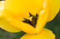 _IGP4714-yellow-tulip-closeup