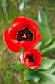 _IGP4716-red-tulips