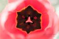 _IGP4720-red-tulip