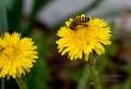 _IGP4726-bee-on-dandelion