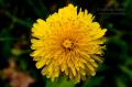 _IGP4729-dandelion