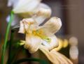 _IGP4810-easter-lily