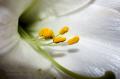 _IGP4823-easter-lily-macro