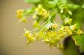 _IGP4872-turnip-blossoms