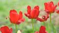 _IGP4884-red-tulips