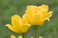 _IGP4886-yellow-tulips