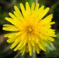 _IGP4948-dandelion