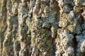 _IGP4997-bark-macro