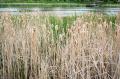 _IGP5051-cattails