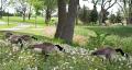 _IGP5060-canada-geese-eating-dandelions