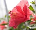 _IGP5086-red-flower