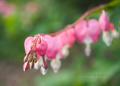 _IGP5099-dicentra