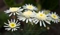 _IGP5151-white-flowers