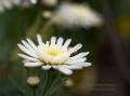 _IGP5152-lone-white-flower