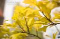 _IGP5162-yellow-leaves