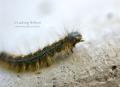 _IGP5200-caterpillar