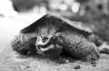 _IGP5235-turtle