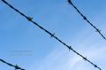 _IGP5250-barbed-wire