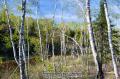 _IGP5331-trees-and-sky