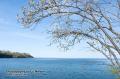 _IGP5337-tree-and-lake