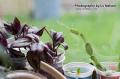 _IGP5844-windowsill-plants